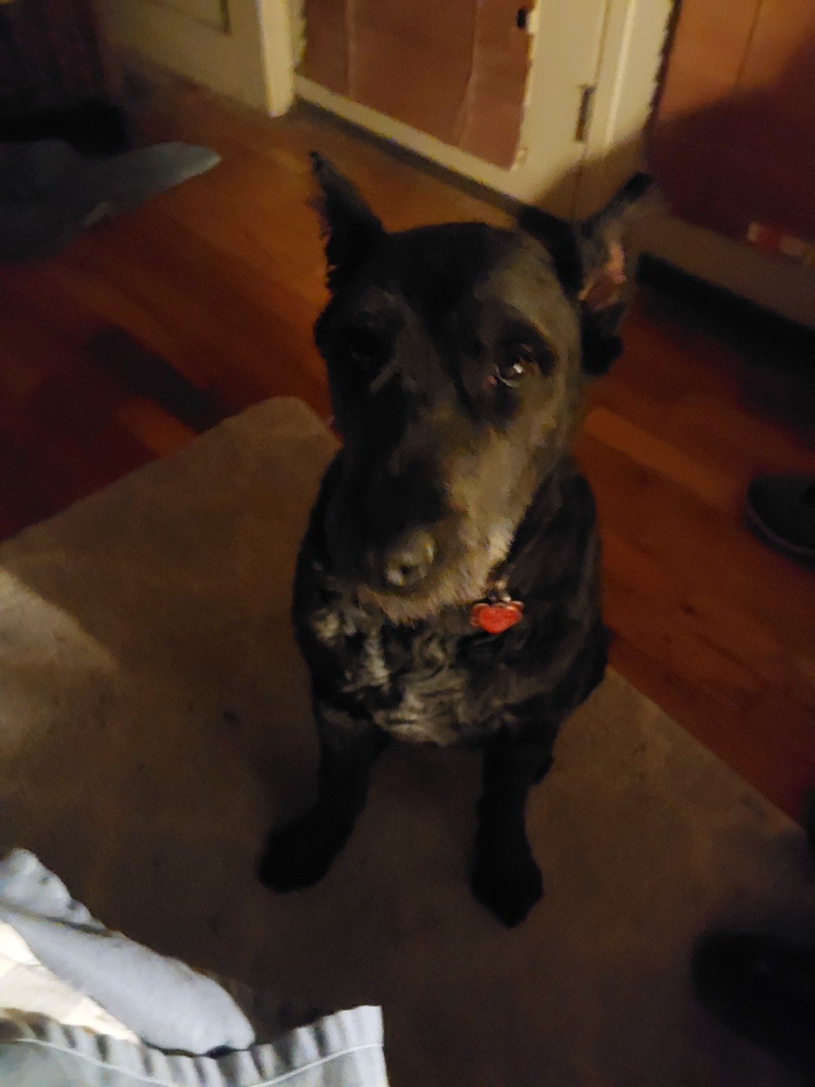 Hensley, a black Bouvier with cropped ears