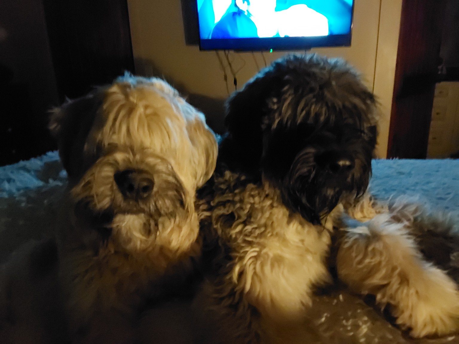 Two CC Bouviers resting together