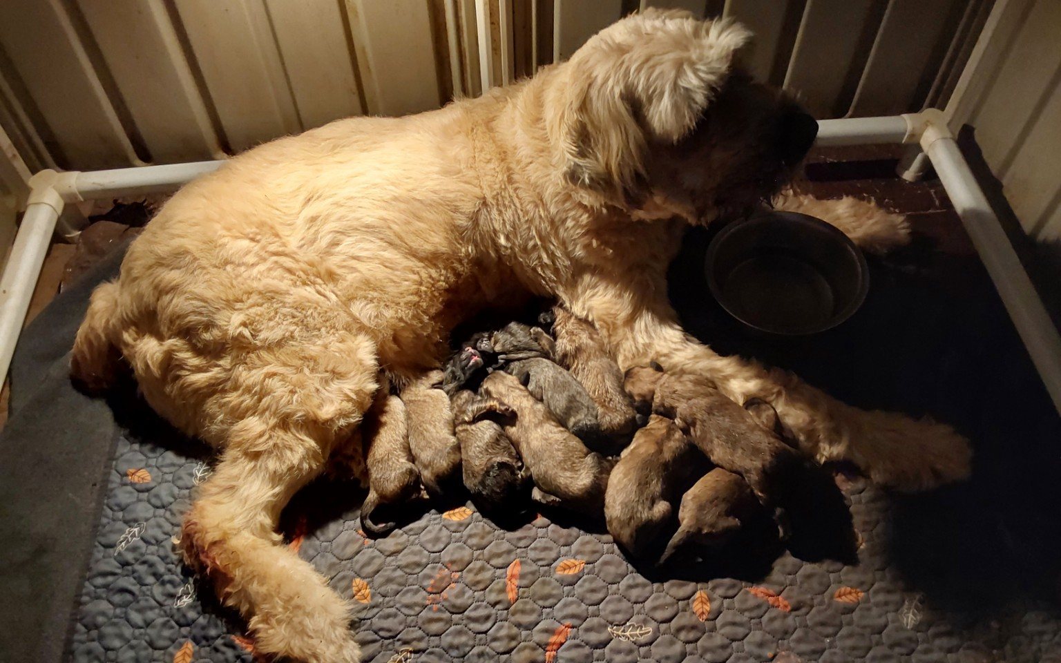 CC Bouviers dam with a newborn litter