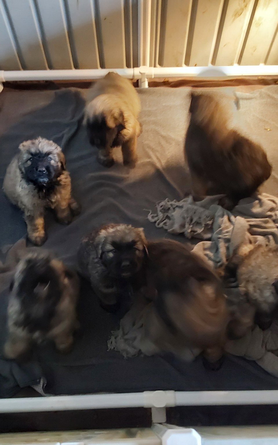 CC Bouviers puppies in a play area