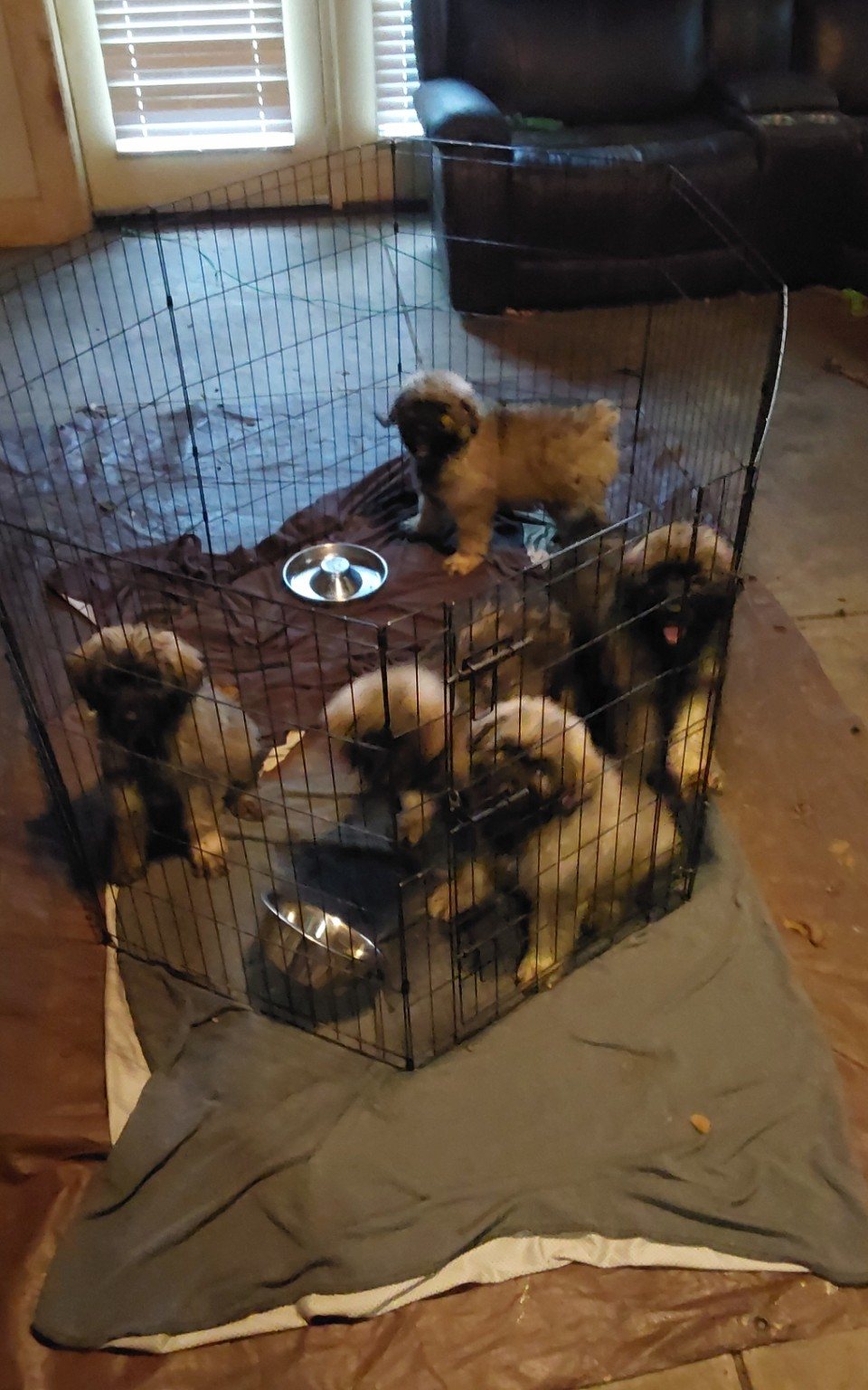 CC Bouviers puppies in a puppy enclosure