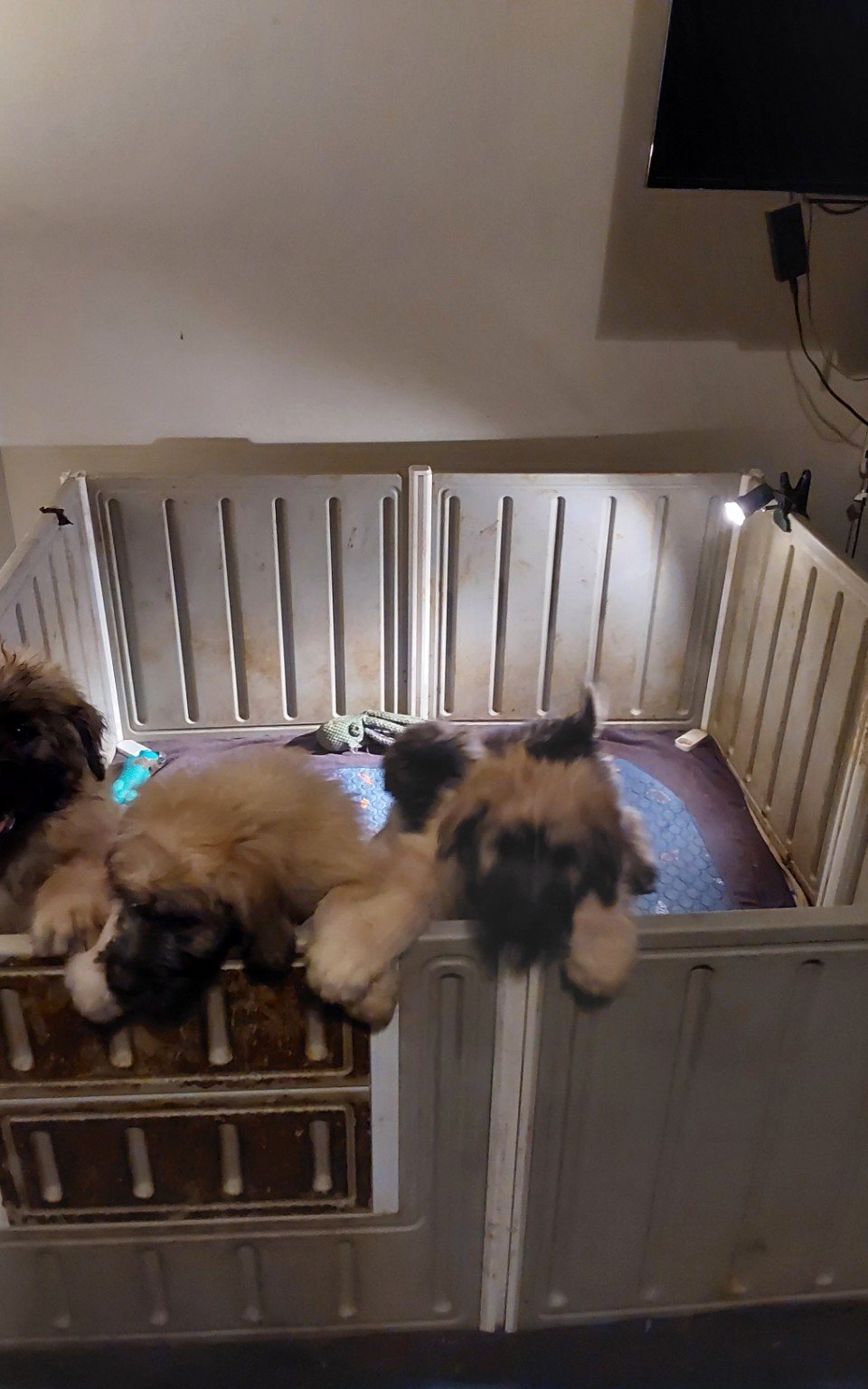 Young CC Bouviers puppies at the pen
